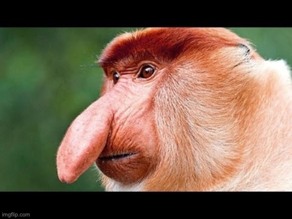 Big Nose Monkey | image tagged in big nose monkey | made w/ Imgflip meme maker