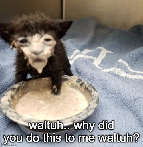 waltuh | waltuh.. why did you do this to me waltuh? | image tagged in messy cat,breaking bad,walter white,better call saul | made w/ Imgflip meme maker