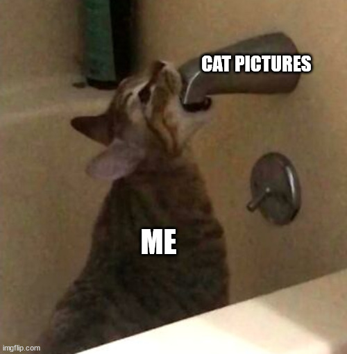 CAT PICTURES; ME | made w/ Imgflip meme maker