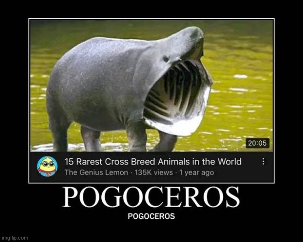 pogoceros | made w/ Imgflip meme maker