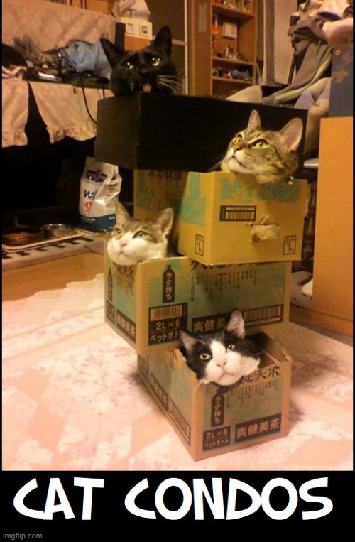 "Happiness is a Box." —Felix | image tagged in vince vance,cats,i love cats,meow,funny cat memes,apartments | made w/ Imgflip meme maker