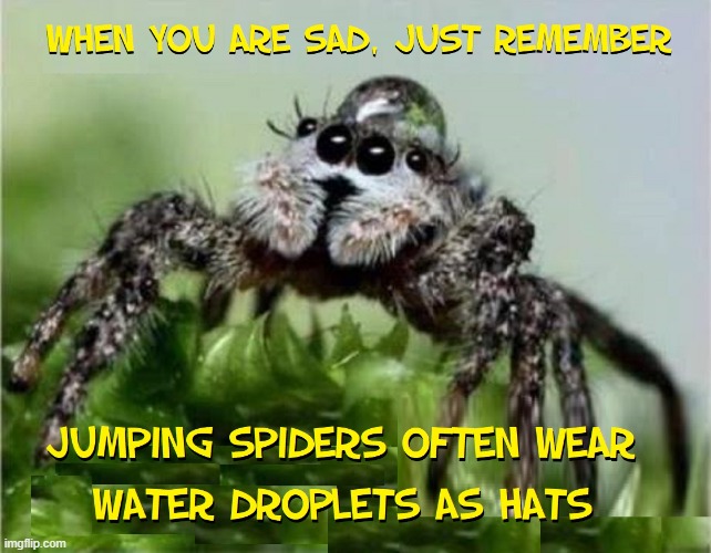 The Happy World of Party Spiders | image tagged in vince vance,spiders,science,memes,party,hats | made w/ Imgflip meme maker