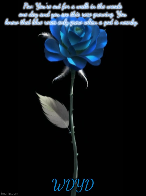 Normal rules apply. No destroying the flower but you can pick it. If romance straight/bi male ocs | Pov: You're out for a walk in the woods one day and you see this rose growing. You know that blue roses only grow when a god is nearby. WDYD | image tagged in blue rose | made w/ Imgflip meme maker