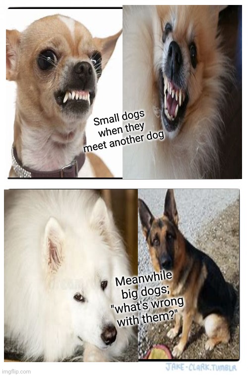 Every pomeranian and chihuahua's owner when out on a walk | Small dogs when they meet another dog; Meanwhile big dogs; "what's wrong with them?" | image tagged in memes,two buttons | made w/ Imgflip meme maker