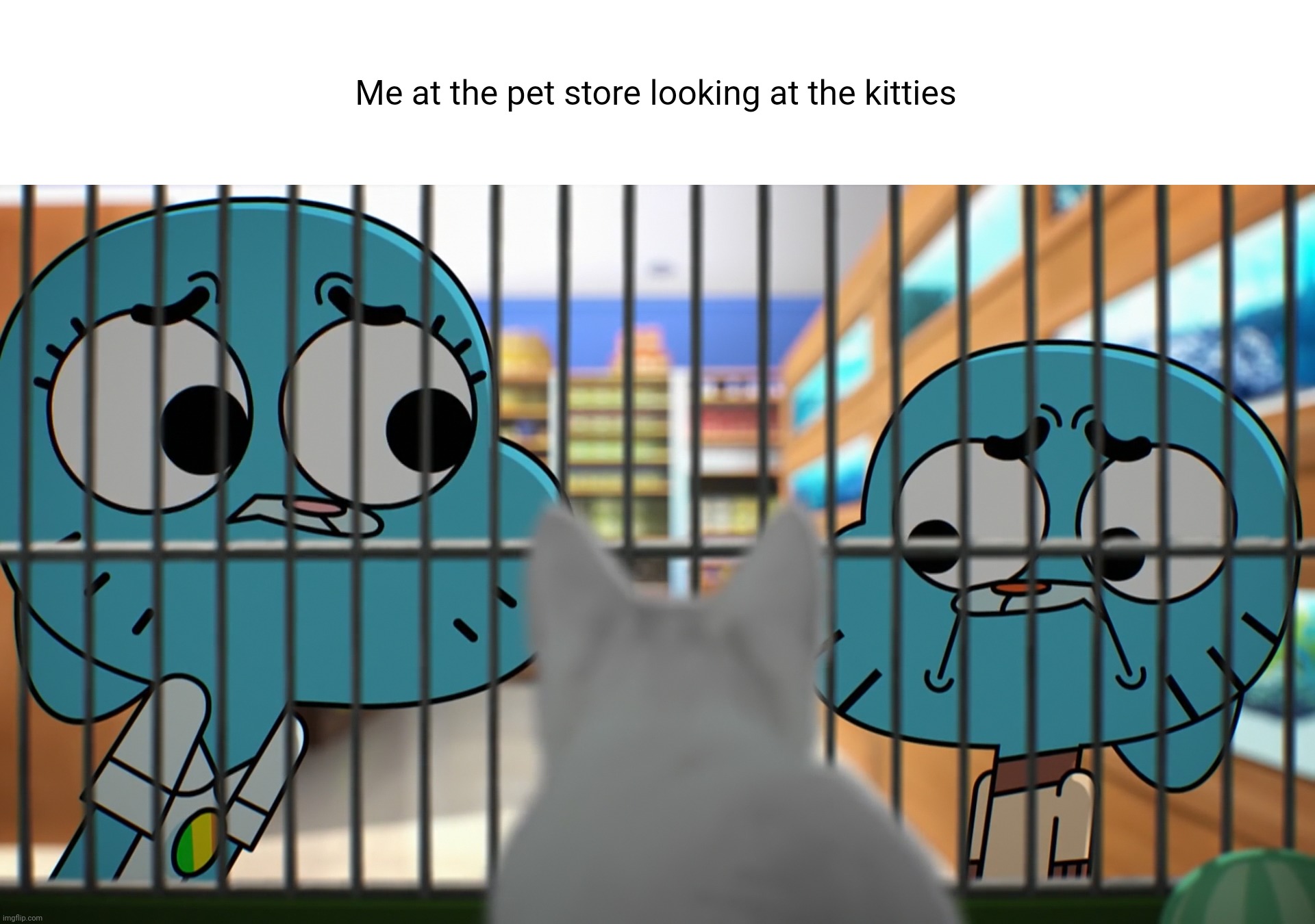Me at the pet store looking at the kitties | image tagged in the amazing world of gumball,gumball,gumball watterson | made w/ Imgflip meme maker