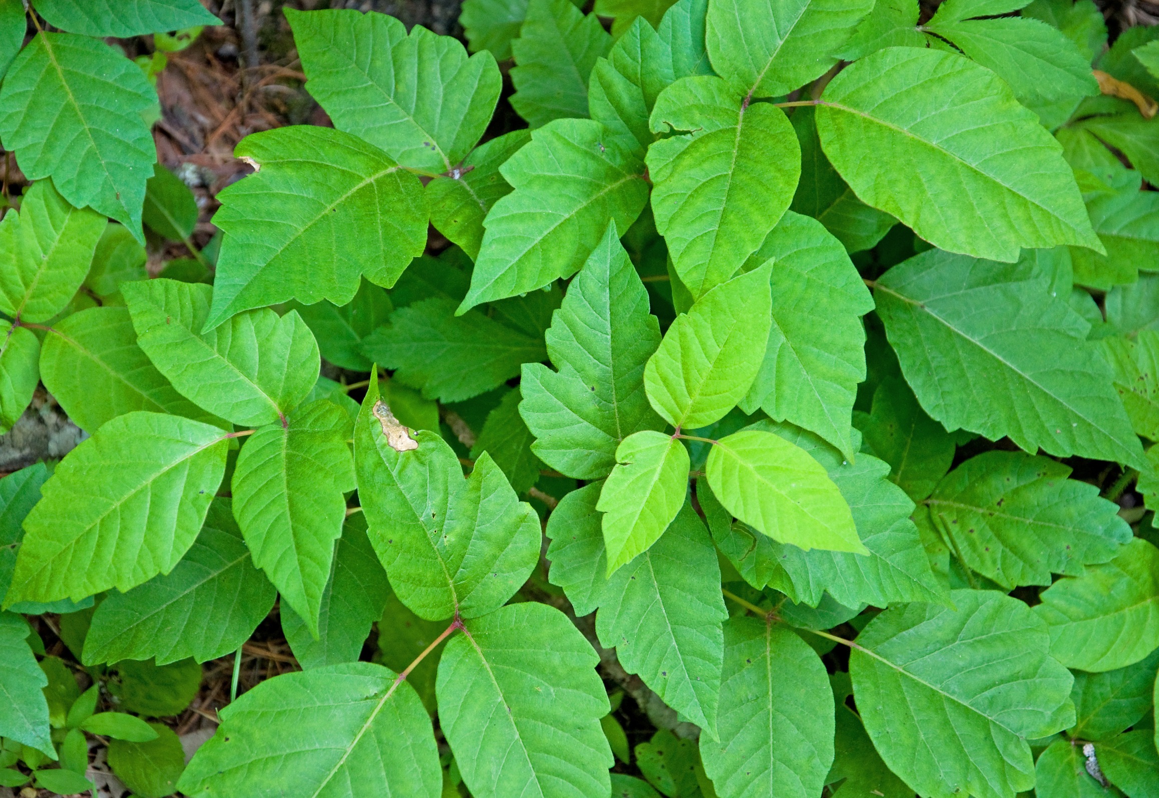 dems like poison ivy Blank Meme Template