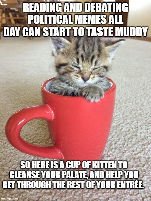 this is needed once in a  while | READING AND DEBATING POLITICAL MEMES ALL DAY CAN START TO TASTE MUDDY; SO HERE IS A CUP OF KITTEN TO CLEANSE YOUR PALATE, AND HELP YOU GET THROUGH THE REST OF YOUR ENTRÉE. | image tagged in political meme,political humor,funny meme,kittens,i need it | made w/ Imgflip meme maker