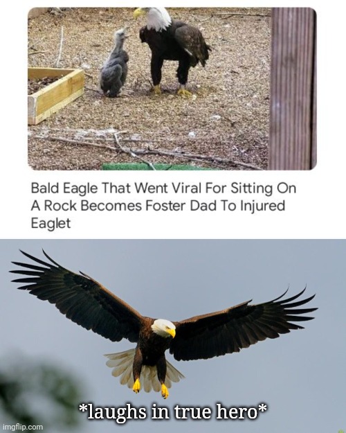 Becoming foster dad | *laughs in true hero* | image tagged in bald eagled,bald eagle,hero,memes,rock,foster dad | made w/ Imgflip meme maker