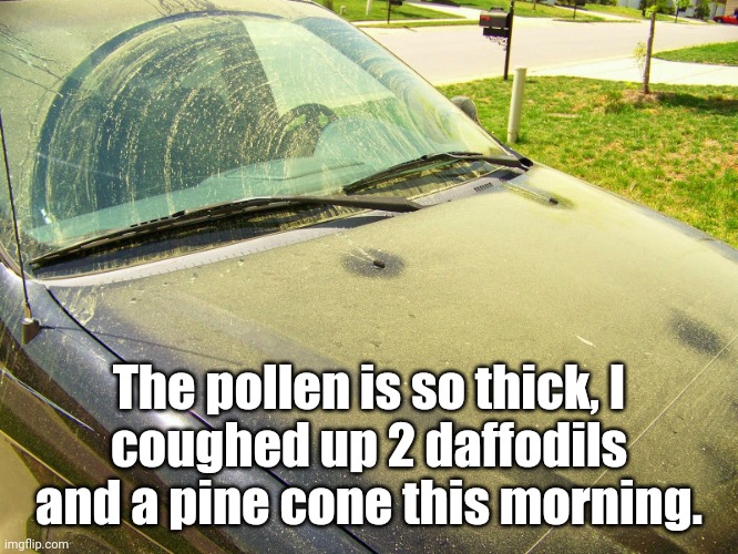 Spring In the South | The pollen is so thick, I
coughed up 2 daffodils
and a pine cone this morning. | image tagged in pollen covered car,allergies | made w/ Imgflip meme maker