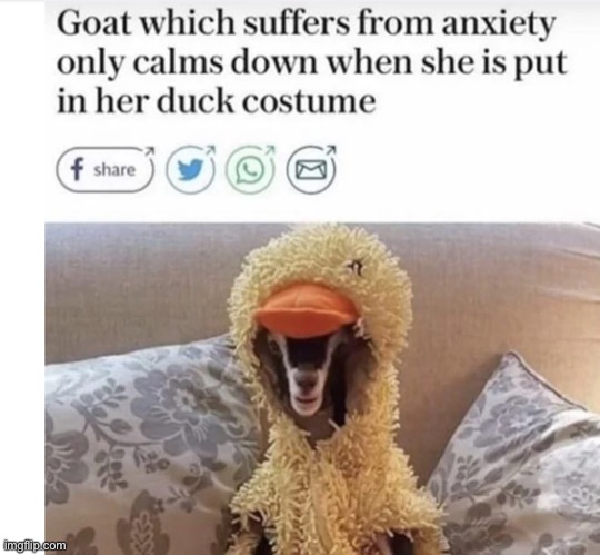 This is so wholesome and cute to be honest | image tagged in wholesome,cute | made w/ Imgflip meme maker