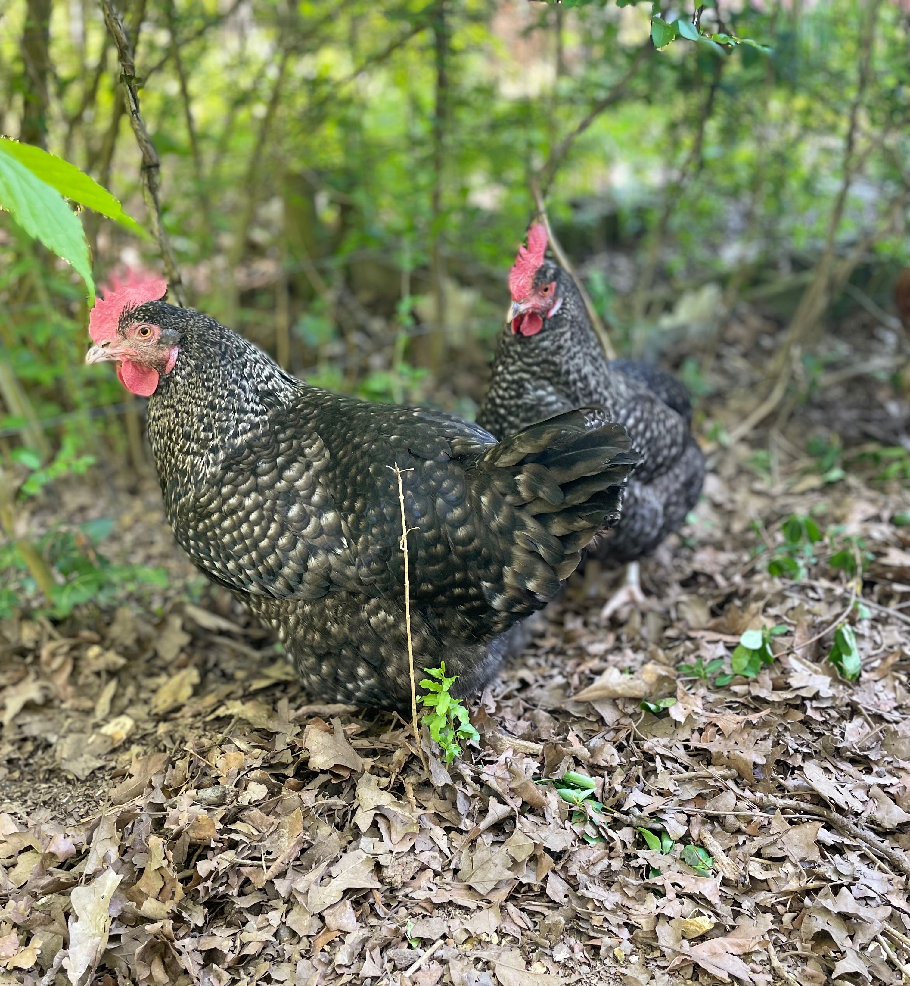 Here is another photo of my hens, Quimby and Persephone ❤️ | image tagged in photos,photography,nice cock,chickens | made w/ Imgflip meme maker