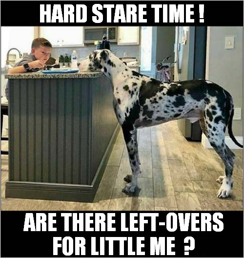 You Can't Fill Those Dogs Up ! | HARD STARE TIME ! ARE THERE LEFT-OVERS FOR LITTLE ME  ? | image tagged in dogs,great dane,stare,greedy | made w/ Imgflip meme maker