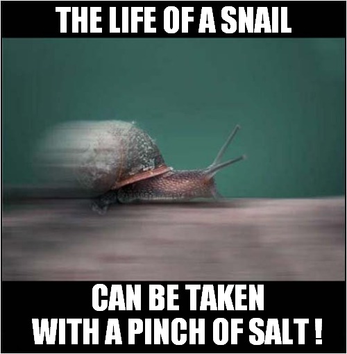 Faster Than A Speeding Snail ! | THE LIFE OF A SNAIL; CAN BE TAKEN WITH A PINCH OF SALT ! | image tagged in snails,pinch of salt,expressions | made w/ Imgflip meme maker