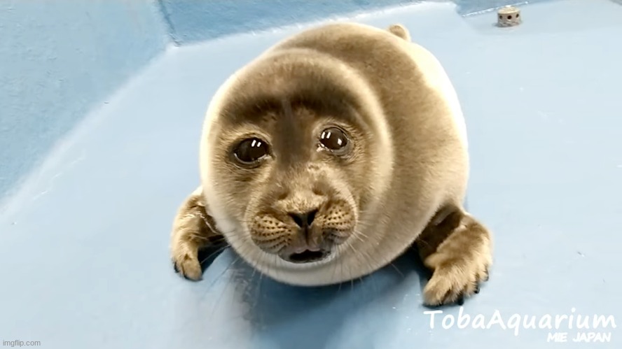 Crying Seal | image tagged in crying seal | made w/ Imgflip meme maker