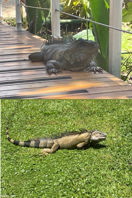 These two Iguanas were literally at the hotel (SYOP x Costa Rica #6) | image tagged in america | made w/ Imgflip meme maker