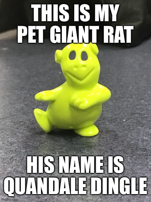 I got him during dnd club after school yesterday | THIS IS MY PET GIANT RAT; HIS NAME IS QUANDALE DINGLE | image tagged in dnd,quandale dingle,giant rat,memes,funny | made w/ Imgflip meme maker