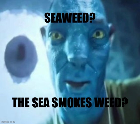 Avatar guy | SEAWEED? THE SEA SMOKES WEED? | image tagged in avatar guy | made w/ Imgflip meme maker