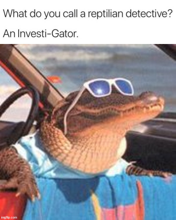 image tagged in cool gator | made w/ Imgflip meme maker