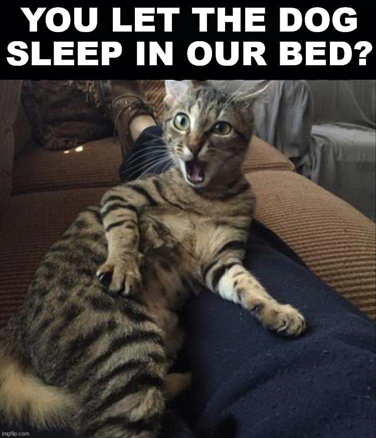 YOU LET THE DOG
SLEEP IN OUR BED? | image tagged in cats | made w/ Imgflip meme maker