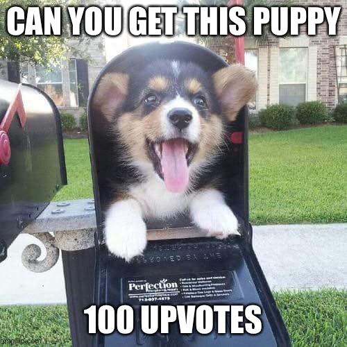 It takes 1 second, and you also get a point, so why not | CAN YOU GET THIS PUPPY; 100 UPVOTES | image tagged in cute doggo in mailbox | made w/ Imgflip meme maker