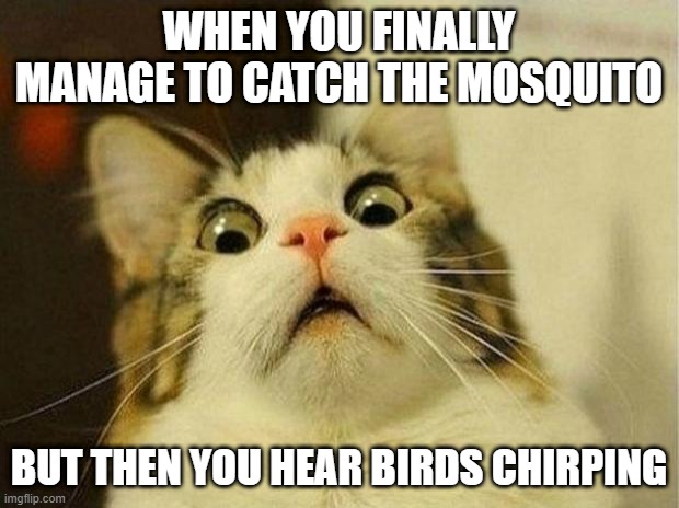 relatable | WHEN YOU FINALLY MANAGE TO CATCH THE MOSQUITO; BUT THEN YOU HEAR BIRDS CHIRPING | image tagged in memes,scared cat | made w/ Imgflip meme maker