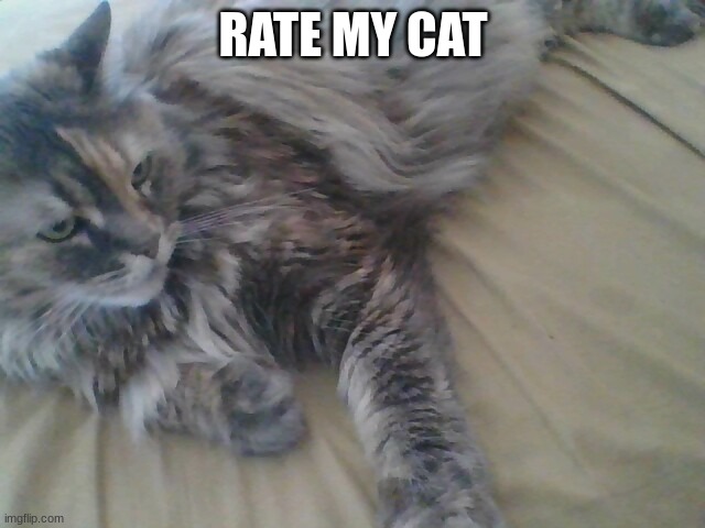 Her name is hennesey | RATE MY CAT | image tagged in cats,cute cat | made w/ Imgflip meme maker