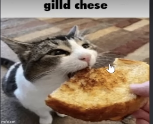 image tagged in grilled cheese,cat,discord memes,goofy ahh,funny memes,memes | made w/ Imgflip meme maker