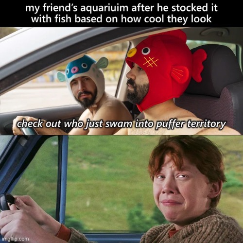 image tagged in memes,funny | made w/ Imgflip meme maker