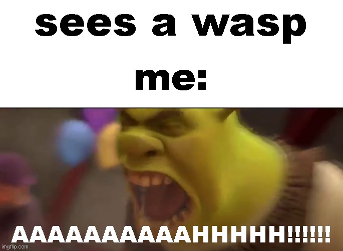 i immediately get frighted of seeing a wasp right next to me and starts chasing me | sees a wasp; me:; AAAAAAAAAAHHHHH!!!!!! | image tagged in shrek screaming,wasp | made w/ Imgflip meme maker