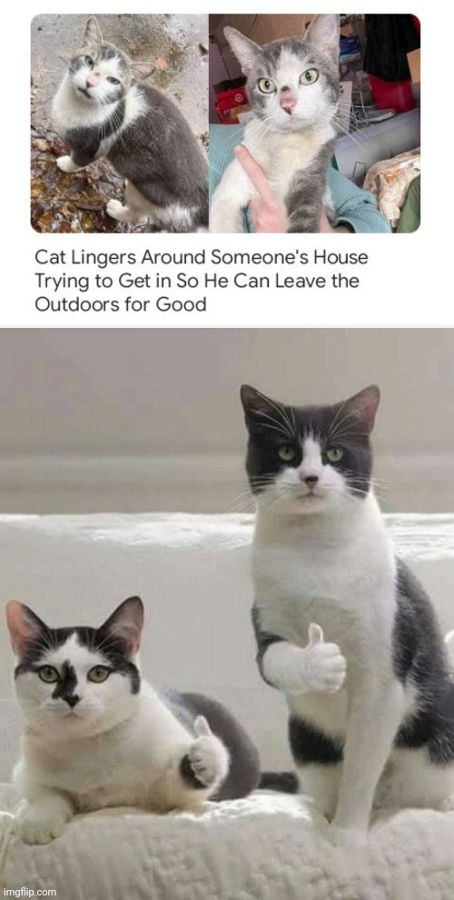 *lingers* | image tagged in thumbs up cats,cats,cat,house,indoors,memes | made w/ Imgflip meme maker