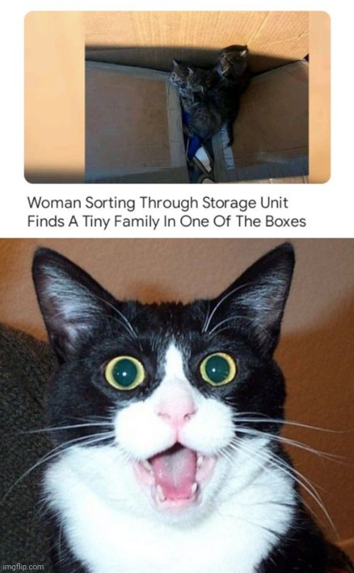 A kitten family surprise | image tagged in surprised cat face,kittens,kitten,family,memes,boxes | made w/ Imgflip meme maker