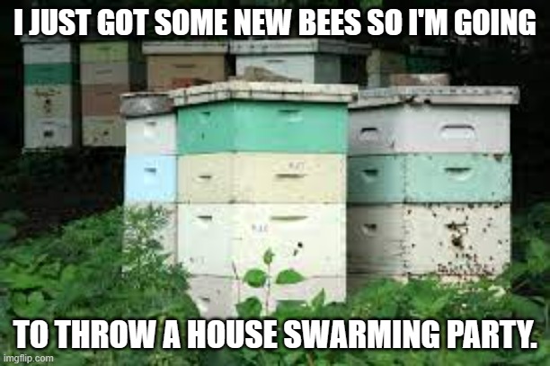 meme by brad house swarming party for bees | I JUST GOT SOME NEW BEES SO I'M GOING; TO THROW A HOUSE SWARMING PARTY. | image tagged in bees | made w/ Imgflip meme maker