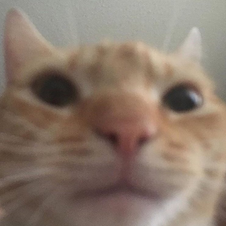 Close up cat Blank Meme Template