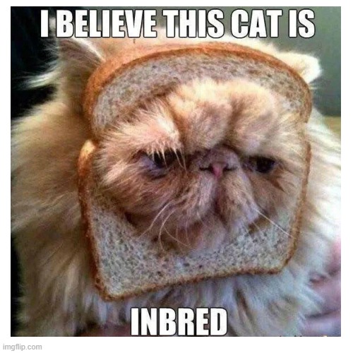 [Insert title here] | image tagged in funny,cat,bread,meme,why are you reading the tags | made w/ Imgflip meme maker