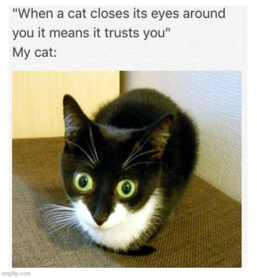 image tagged in funny,cat,meme,eyes,you have been eternally cursed for reading the tags | made w/ Imgflip meme maker