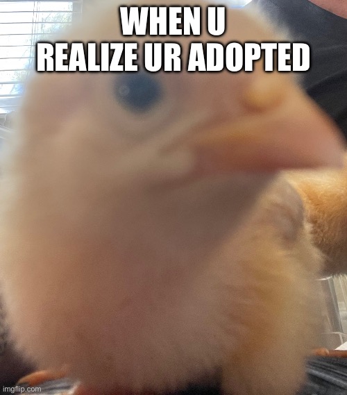 Chicken sideye | WHEN U REALIZE UR ADOPTED | image tagged in chicken sideye,funny | made w/ Imgflip meme maker