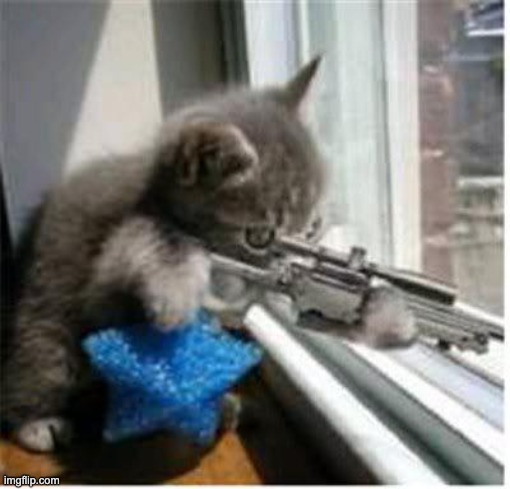 cats with guns | image tagged in cats with guns | made w/ Imgflip meme maker