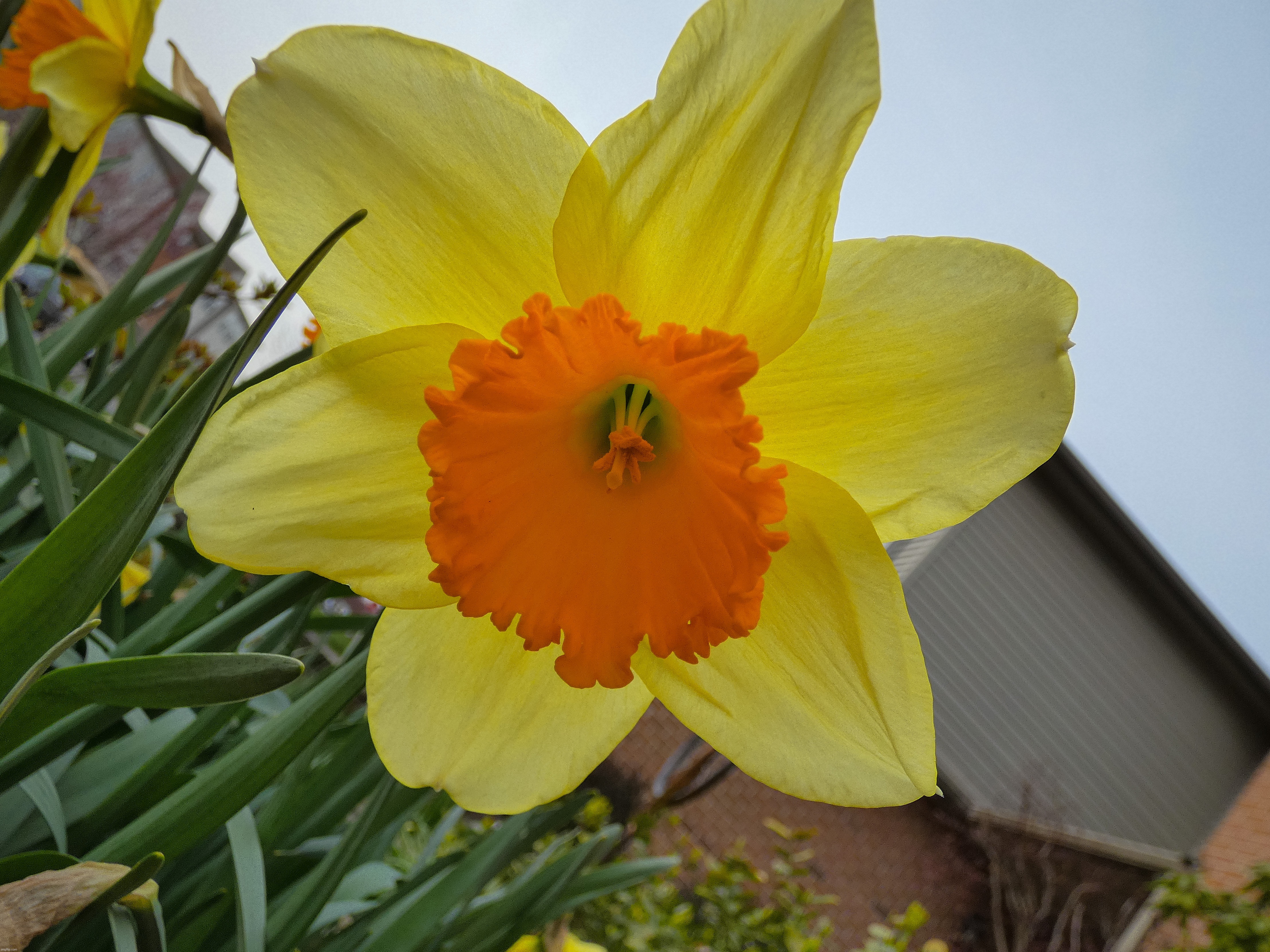 A picture of a beautiful daffodil | image tagged in share your own photos | made w/ Imgflip meme maker