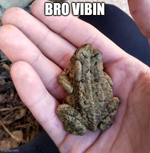 Froge | BRO VIBIN | image tagged in frog,vibe check | made w/ Imgflip meme maker