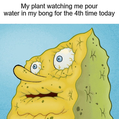 Dried Up SpongeBob | My plant watching me pour water in my bong for the 4th time today | image tagged in dried up spongebob | made w/ Imgflip meme maker