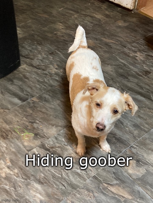 Goober #2: Hiding Goober | Hiding goober | made w/ Imgflip meme maker