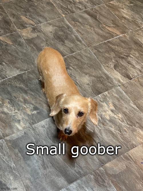 Goober #6: Small Goober | Small goober | made w/ Imgflip meme maker