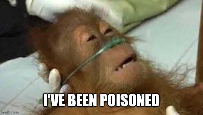 Sick Orangutan | I'VE BEEN POISONED | image tagged in sick orangutan | made w/ Imgflip meme maker