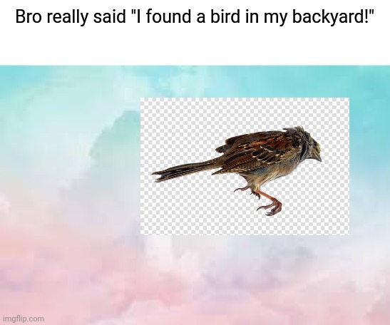 Bro really said "I found a bird in my backyard!" | made w/ Imgflip meme maker