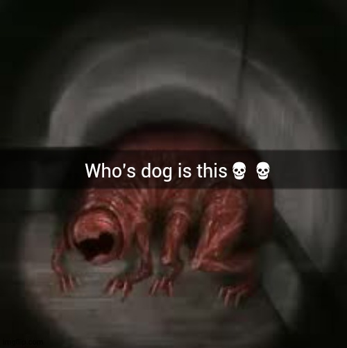 bruhhh whos dog is this | Who's dog is this💀💀 | made w/ Imgflip meme maker