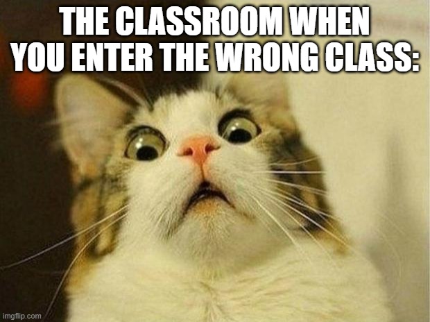 Scared Cat | THE CLASSROOM WHEN YOU ENTER THE WRONG CLASS: | image tagged in memes,scared cat | made w/ Imgflip meme maker