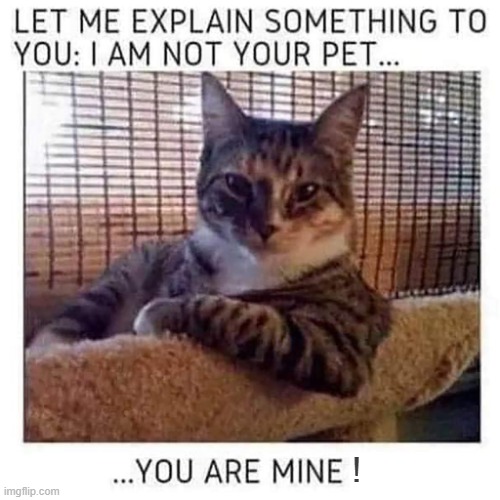 Are you listening ? | ! | image tagged in lolcats | made w/ Imgflip meme maker