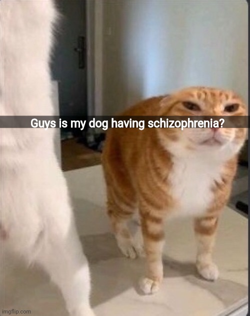 Guys is my dog having schizophrenia? | made w/ Imgflip meme maker