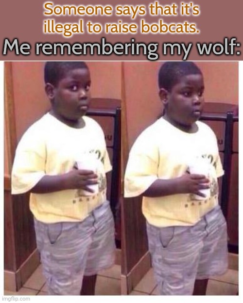 I grew up in the Alaska wilderness. | Someone says that it's illegal to raise bobcats. Me remembering my wolf: | image tagged in awkward kid,animals,that's my secret,best friend | made w/ Imgflip meme maker