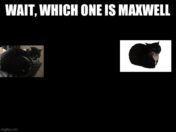 Which one is Maxwell | WAIT, WHICH ONE IS MAXWELL | image tagged in maxwell | made w/ Imgflip meme maker
